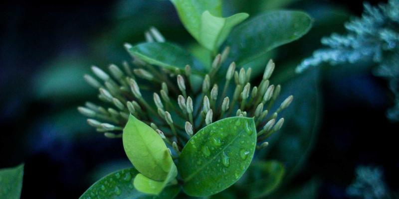 WWWSC99A与LoRaWAN融合通信实战指南：构建高效物联网的资源导航与索引