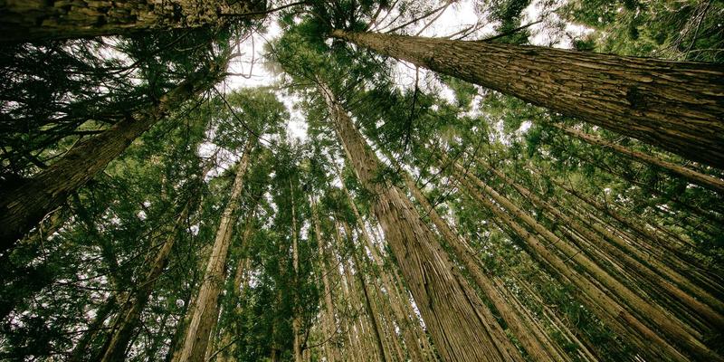 WWWSC99A最佳实践：构建高效资源索引与综合信息门户的完整指南