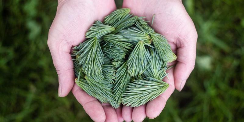 WWWSC99A案例分析：信息门户与资源索引系统的架构启示