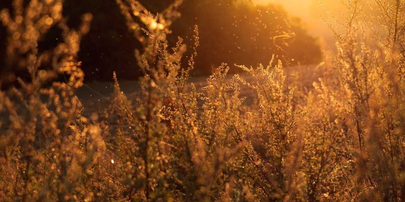 实用工具WWWSC99A：构建安全远程OTA固件更新的资源导航与架构指南